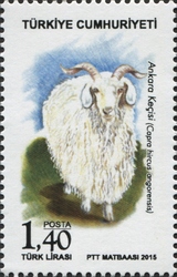 Angora Goat