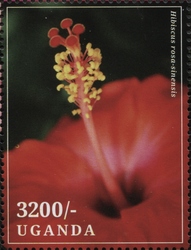 Hibiscus rosa-sinensis