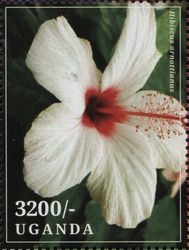 Hibiscus arnottianus