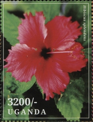 Hibiscus splendens