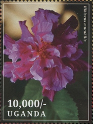 Hibiscus mutabilis
