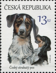 Czech Spotted Dog