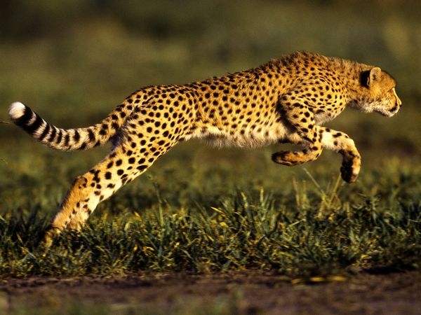 Cats of Prey