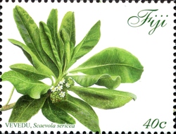 Vevedu (Scaevola sericea)