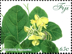 Tokatolu (Vigna marina)