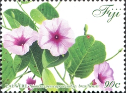 Lauwere (Ipomoea pes-caprae subsp. brasiliensis)