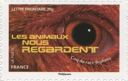 Animals are watching us