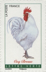 French Roosters