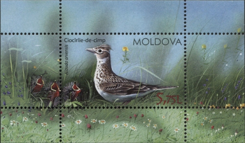 Birds of Moldova
