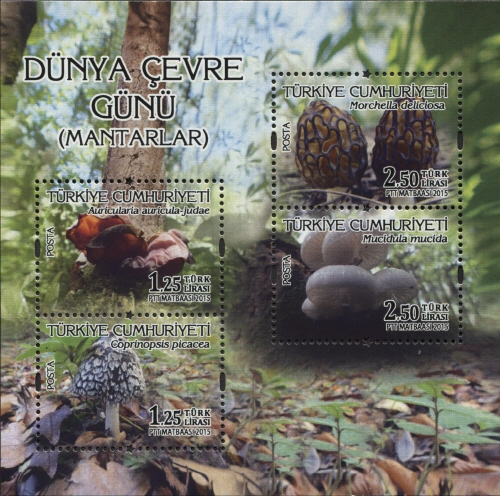 World Environment Day - Mushrooms