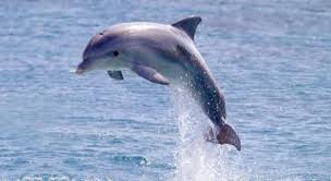 Dolphins