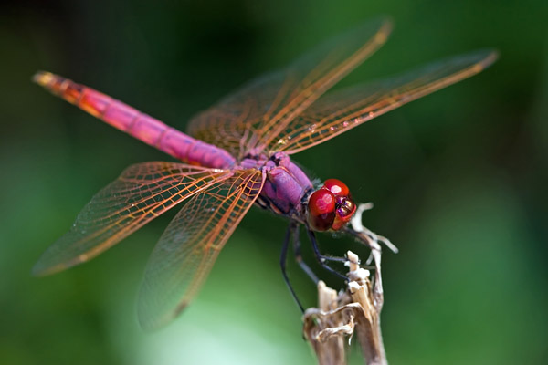Dragonflies