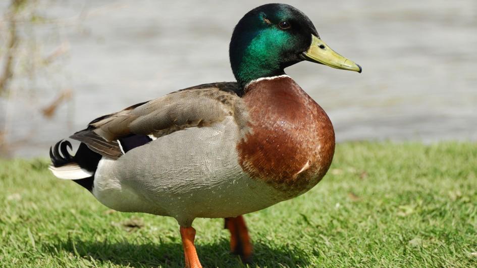 Ducks