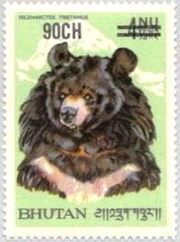 Himalayan Black Bear (Ursus thibethanus)