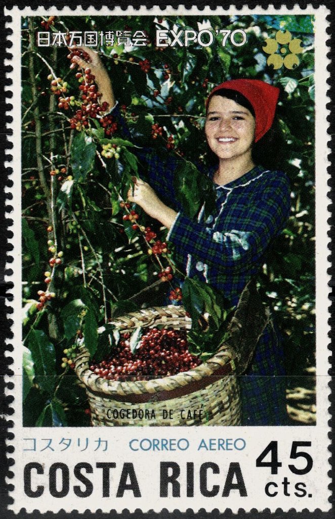 Woman picking coffee