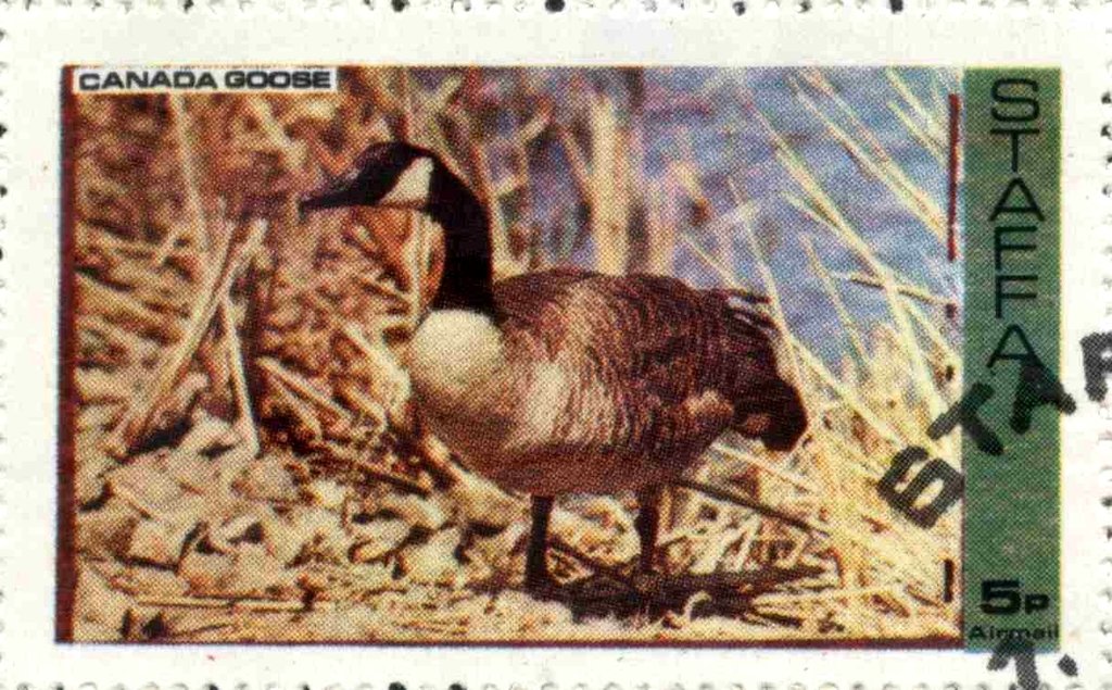 Canada Goose