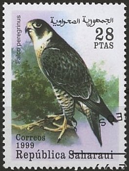 Falcons