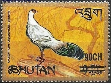 White-eared Pheasant (Crossoptilon crossoptilon drouynii)