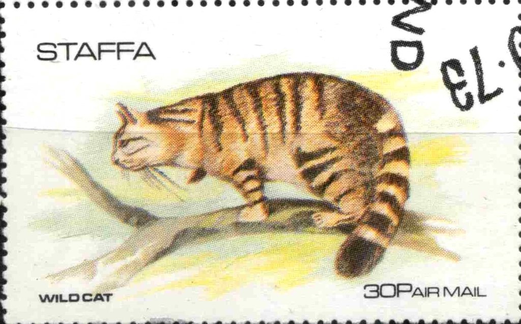 Wild Cat