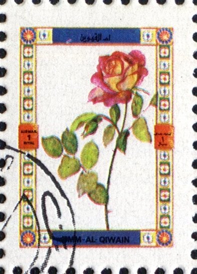 Roses