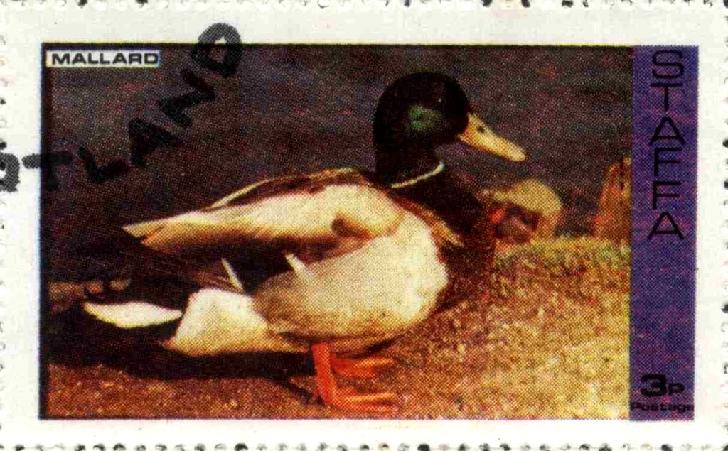 Mallard