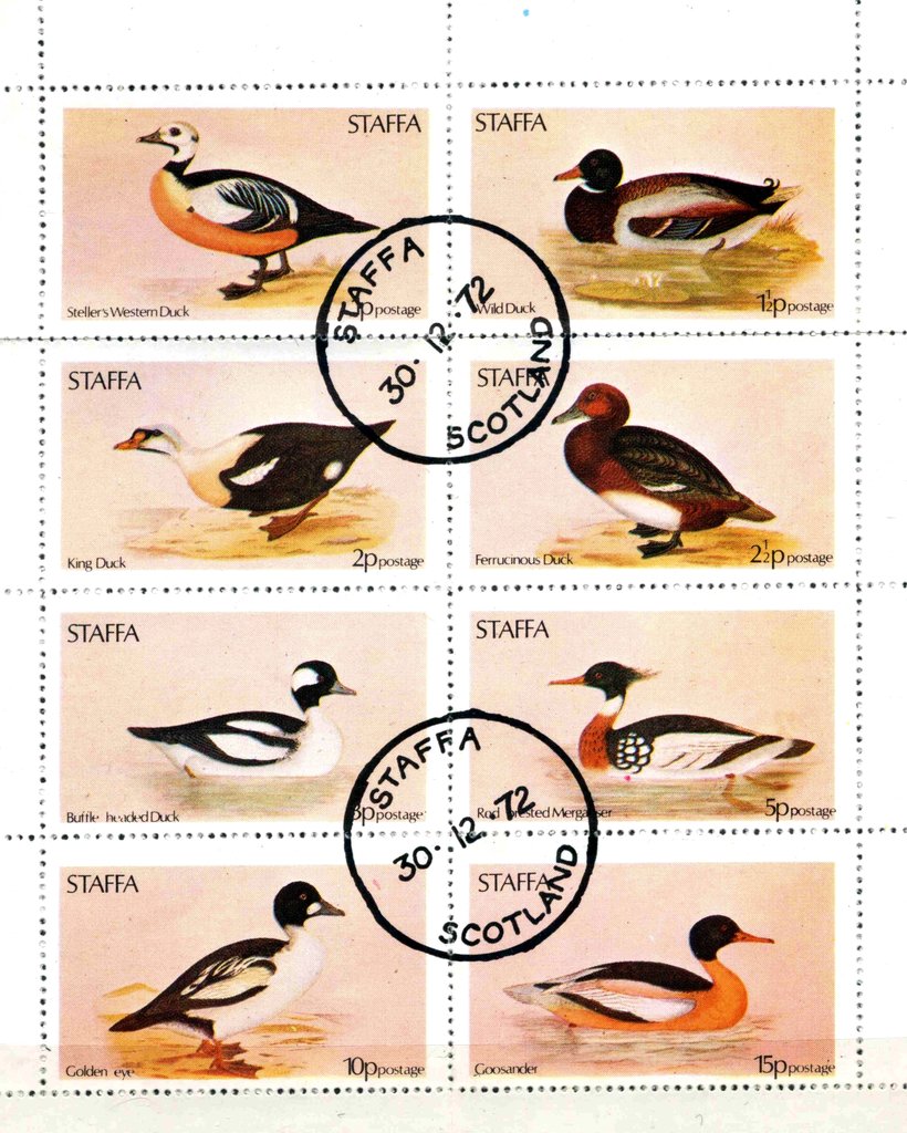 Ducks