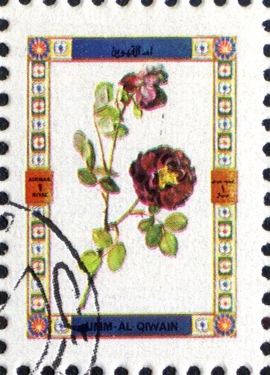 Roses