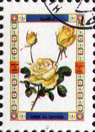 Roses