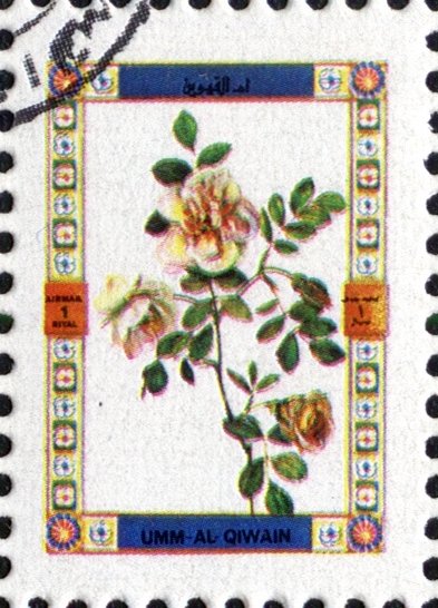 Roses
