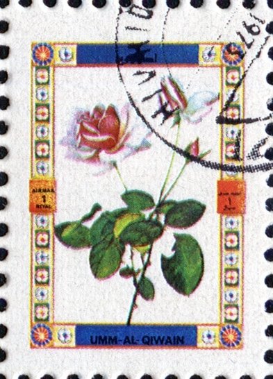 Roses