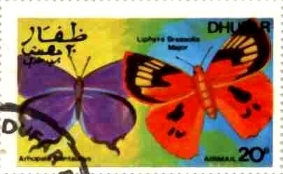 Butterflies