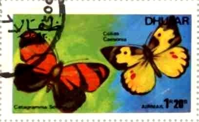 Butterflies