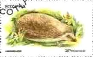 Fauna