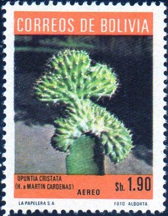 Opuntia Cristata