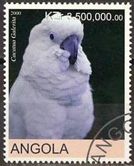 Parrots