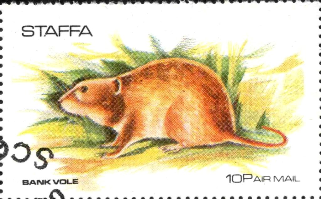 Bank Vole