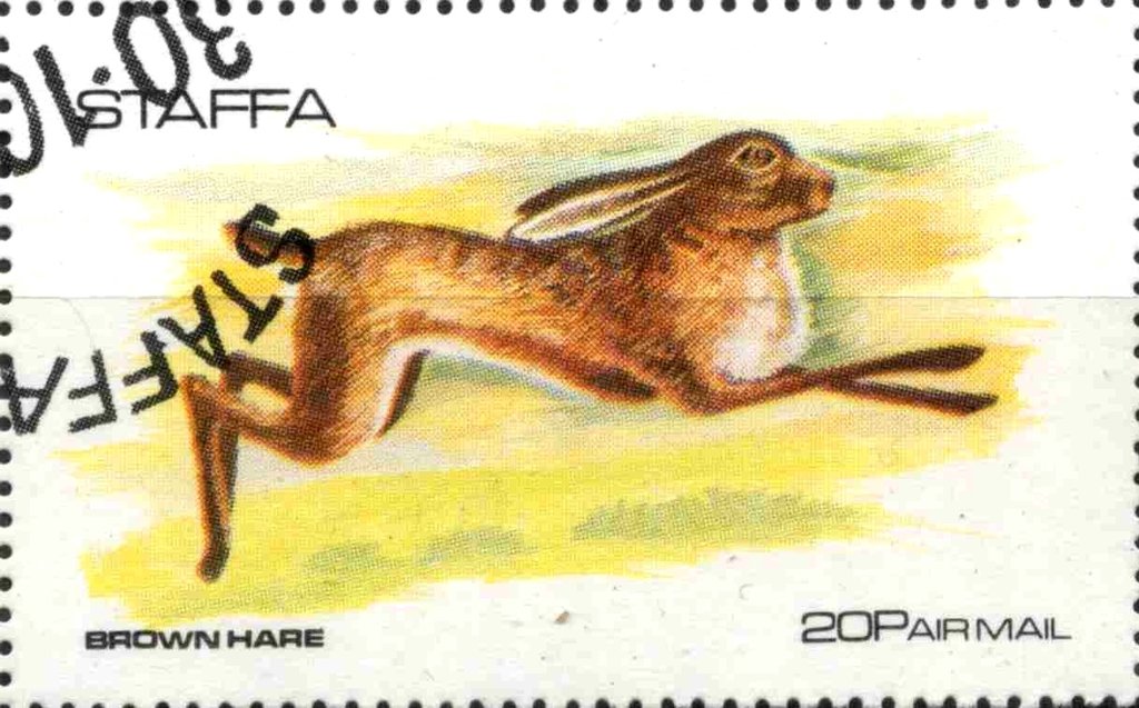 Brown Hare