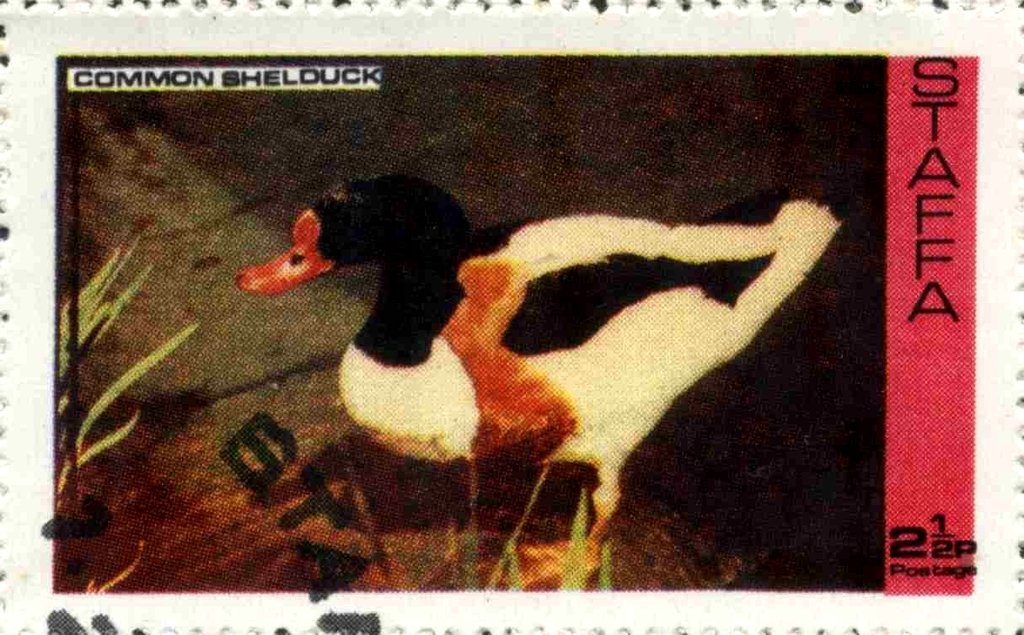 Common Shelduck