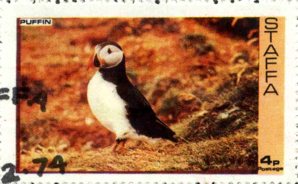 Puffin