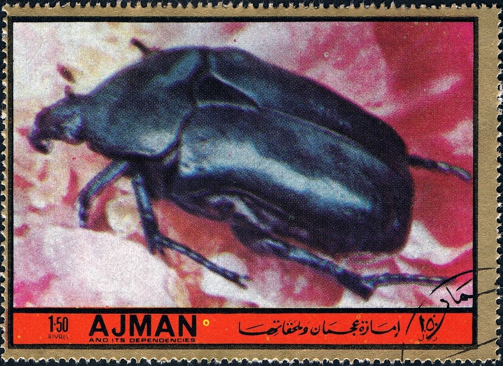 Beetle