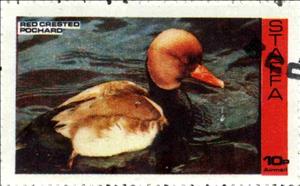 Stamp, Red Crested Pochard, Cinderellas,  , Birds