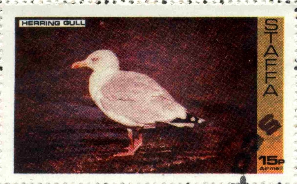 Herring Gull