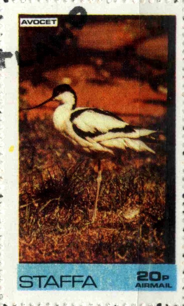Avocet