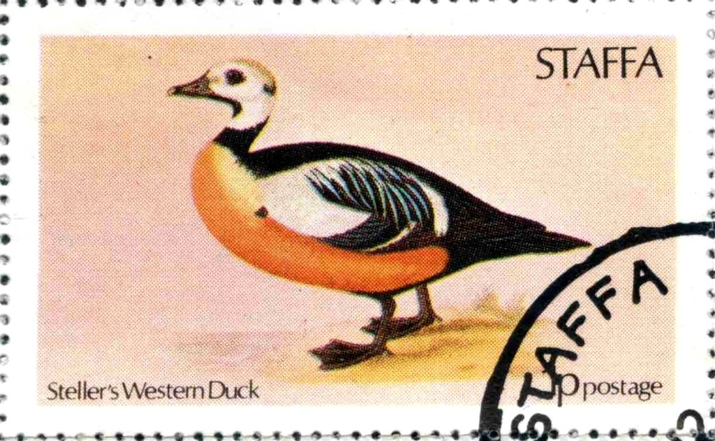 Steller's Western Duck