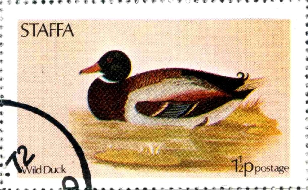 Wild Duck