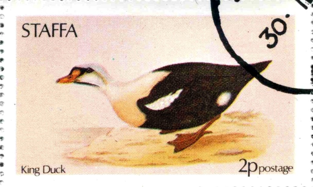 King Duck