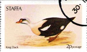 Stamp, King Duck, Cinderellas,  , Birds