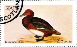 Stamp, Ferrucinous Duck, Cinderellas,  , Birds