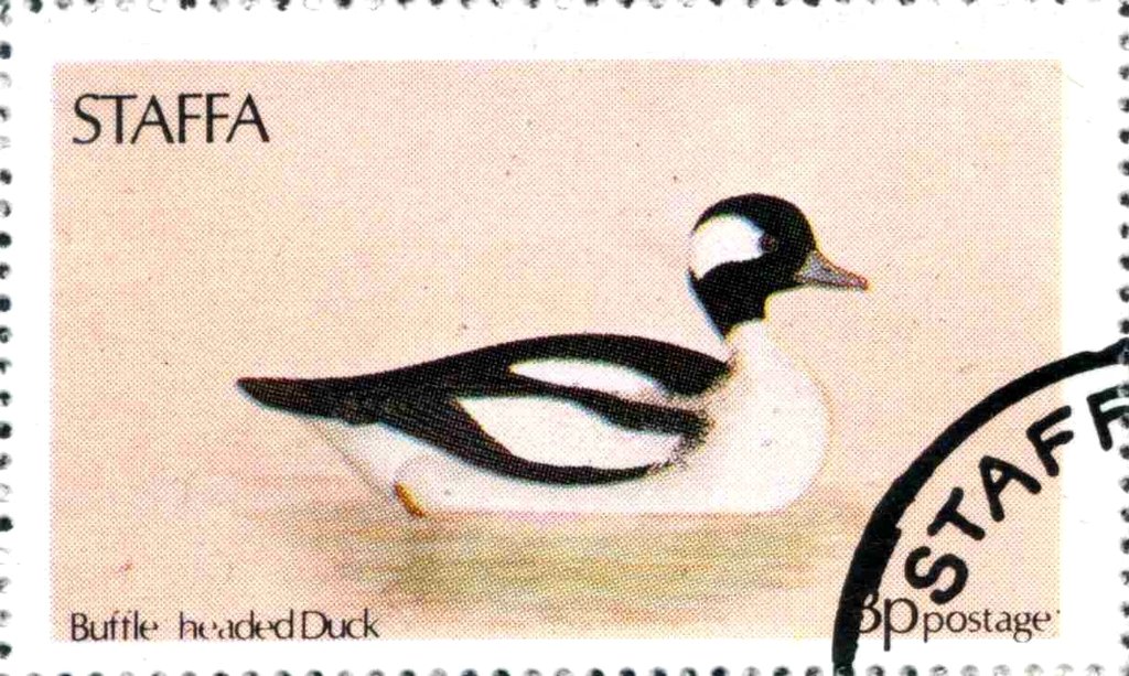 Buffle headed Duck