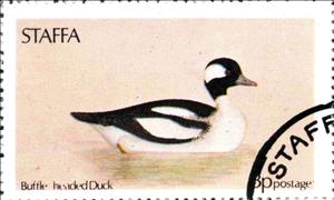 Stamp, Buffle headed Duck, Cinderellas,  , Birds